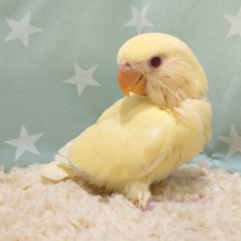 コザクラすまいる☆爆発☆　口角がｽﾃｷ♩　コザクラインコ　クリームルチノー～～　