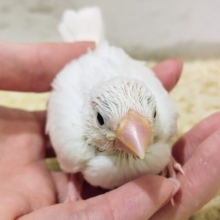 手のひらサイズ✋白文鳥のヒナ入荷しました❤