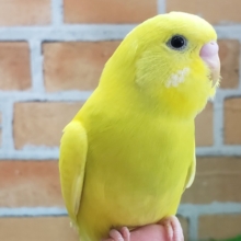 最新画像更新！黒目ちゃん②セキセイインコのヒナ(ダブルファクター、黄)入荷しました❤