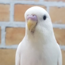 最新画像更新！黒目ちゃん①セキセイインコのヒナ(ダブルファクター、白)入荷しました❤