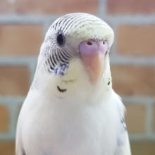 個性的な柄✨セキセイインコのヒナ(4色ハルクイン)入荷しました❤