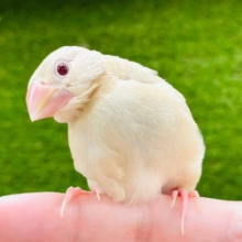 【最新画像更新🪄】魅惑の赤目に淡いカラーが人気💫シナモン文鳥　ヒナ