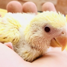 どんなカラーに成長するのかな？？　コザクラインコ