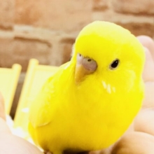 【最新画像更新☆☆】優しくそっと・・・寄り添います(´艸｀*)　セキセイインコ