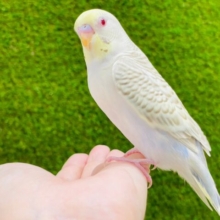 【最新画像更新🪄】綺麗すぎて見惚れてしまいます💕セキセイインコ（ファロー）