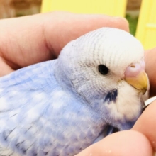 【最新画像更新☆☆】ぱっと青空に舞う雪のようなカラー　セキセイインコ