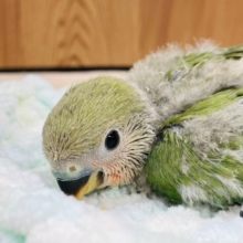 わたわたに包まれた濃い抹茶🍵コザクラインコ（ノーマル）