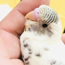 【最新画像更新☆☆】優しい色合いのセキセイちゃん　セキセイインコ