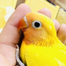 【最新画像更新☆☆】輝く美カラー！！　ボタンインコ