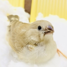 【最新画像更新☆☆】ほわほわキンちゃんだよ～　キンカチョウ