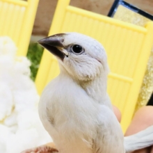 【最新画像更新☆☆】きらっと輝くシルバーカラー　シルバー文鳥