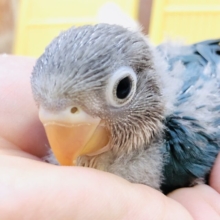 人気のカラーがやってきました！！　ボタンインコ