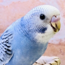 【最新画像更新☆☆】これっぞセキセイ♪♪　セキセイインコ