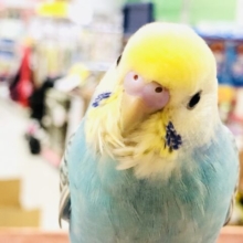【最新画像更新☆☆】あてちは寝るのと食べるのがお・仕・事・なの・・・😴　セキセイインコ