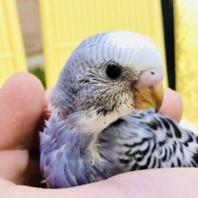 濃いめブルーオパーリンがやってきました！！　セキセイインコ