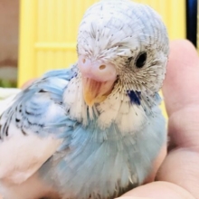 写真撮るならね♪綺麗にしないとね♪　セキセイインコ　