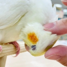 【動画・最新画像更新🪄】うぶうぶ♡真っ白な恐竜さん♡オカメインコ(ルチノー) ヒナ