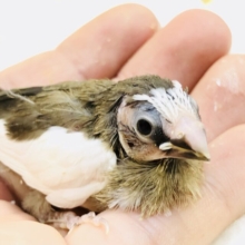 小さな体に無限の可能性を・・・・　十姉妹