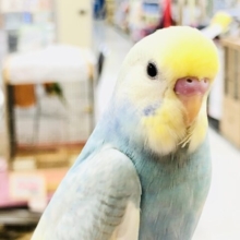 【最新画像更新☆☆】どんなカラーになるかワクワクです(´艸｀*)　セキセイインコ