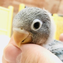 人気爆発中？？　ボタンインコ