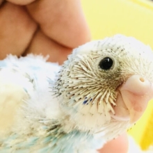 爽やかに澄んだ４月の青空カラー　セキセイインコ