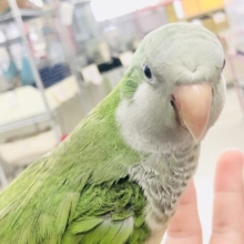 【最新画像更新☆☆】定番グリーン 　ムチムチボディな甘えんぼ　オキナインコ　R５　８／２撮影