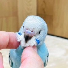 【最新画像更新🪄】元気いっぱい◎爽やかスカイブルー🩵セキセイインコ（オパーリン）