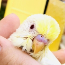 こんなカラー見たことな～い(´艸｀*)　セキセイインコ