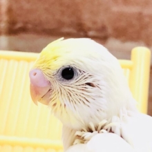 優しい色使いのセキちゃん(^^♪　セキセイインコ