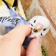 【最新画像更新☆☆】写真では伝わらないこのカラー！！　セキセイインコ