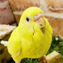 【最新画像更新☆☆】うぶうぶ♪ほやほや♪　セキセイインコ