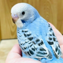 【最新画像更新🪄】上目遣いに胸キュンです♡セキセイインコ（オパーリン）