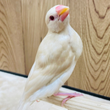 【最新画像更新🪄】魅惑の赤目にみんながトリコ‪☆‪☆‪☆シナモン文鳥 ヒナ
