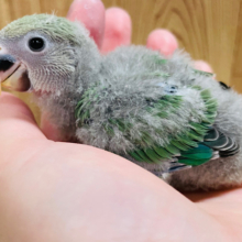 表情豊かな癒し系🫧コザクラインコ（ノーマル）