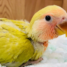 【最新画像更新🪄】夢をみましたっ♫　コザクラインコ　シナモン～～