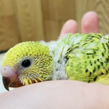 手の上が心地いいの♡セキセイインコ（オパーリン）