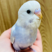 【最新画像更新🪄】淡々カラーの人気者💜セキセイインコ(ライラック) ヒナ