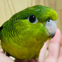 【最新画像更新🪄ひとり餌になりました☆】季節外れのマフラー巻いて🧣🫧サザナミインコ(ノーマル) ヒナ