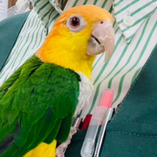 【動画・最新画像更新🪄】おしゃべり大好き！遊ぶの大好き！シロハラインコ