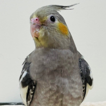 シャイだけど好奇心旺盛♡オカメインコ（ノーマル）