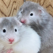 どちらのカラーも可愛さ満点💘セーブルハムスター（男の子）
