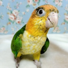 シロハラインコ  ‎女の子  🤍🍊｡・:＋°｡