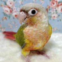 ウロコインコ　レッドパイナップル　🍒🍍.ﾟ･*