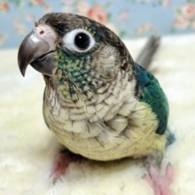 ウロコインコ　バイオレットインブルー  💜💙.ﾟ･*