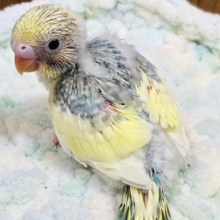 しゅわしゅわクリームソーダはいかが？🫧セキセイインコ（パステルレインボーパイド）ヒナ