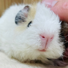 くるくる毛並みの天使ちゃん👼テディモルモット（男の子）