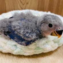 わたわた♡将来が楽しみ☆☆コザクラインコ（バイオレット）