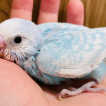 涼しげブルーが綺麗すぎ🩵セキセイインコ（スパングル）ヒナ
