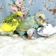 春のセキセイちゃんず来てくれました🐥🌷︎･.｡*