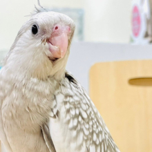 【最新画像更新🪄】きらっきらお目目にトキメキっ♡！オカメインコ（ホワイトフェイスシナモンパール）